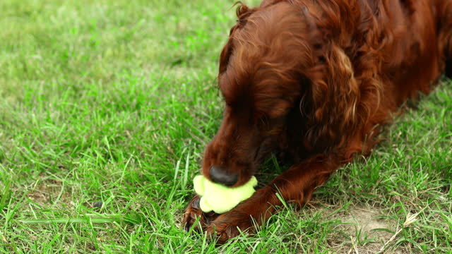 4k Playful happy cute Irish setter dog puppy chewing, playing with a toy ball in the grass. Pet care.
