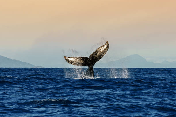 istock A humpback whale's tail at sunset 1449053412