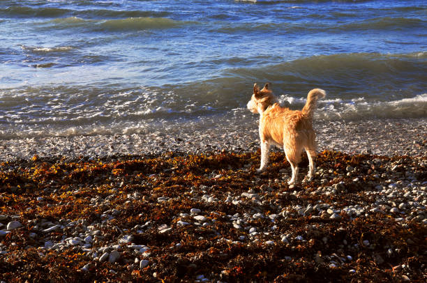 Homeless dog relax and looking to  Black sea Batumi City Adjara Georgia