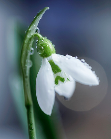 close up of snowdrop with water dew drop