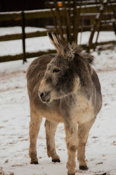 istock A donkey stands outdoors in the snow 1449055596