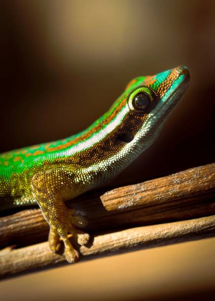 istock Closeup of Gecko perching on plant stem 1449055726