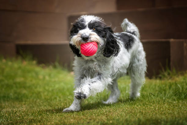 istock Black and White Cockapoo with a ball running towards the camera 1449056397