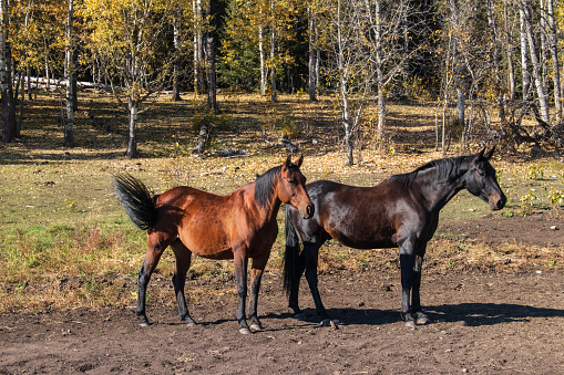 A black and a bay colored horse standing in a pasture.