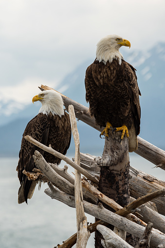 Bald Eagle perched on a tree in the Alaskan Wilderness