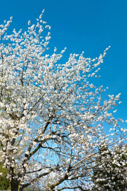 White cherry or apple tree in bloom on a bright day with blue sky. Sunny day in Spring, early April.