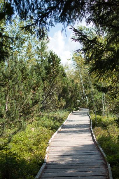 istock wooden footbridge across the bog 1449065377