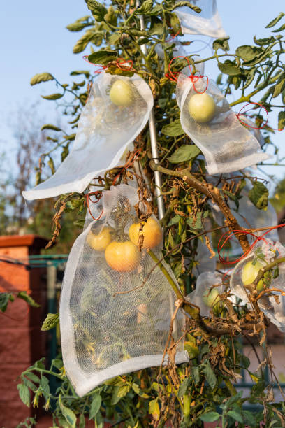 pest protective net bag protect pest from harming tomatoes - harming imagens e fotografias de stock