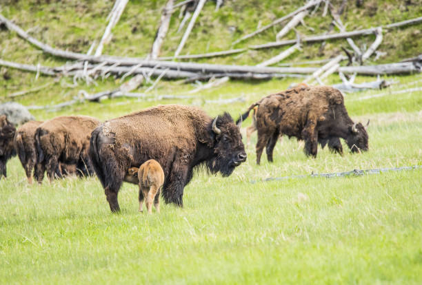 istock Buffaloes in Yellowstone 1449066068