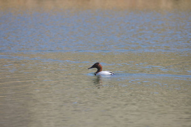 Canvasback Duck (male) (aythya valisineria) swimming in a lake Canvasback Duck (male) (aythya valisineria) swimming in a lake male north american canvasback duck aythya valisineria stock pictures, royalty-free photos & images