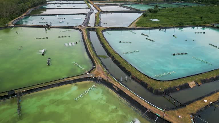 Shrimp farm in Asia. Aerial videography. Thailand-Koh Chang island-November-2022