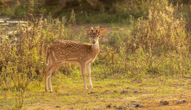 istock Sri Lankan axis deer Standing on a grass field and staring curiously at the camera, evening golden sunshine hit the Young male deer on the side. 1449070582