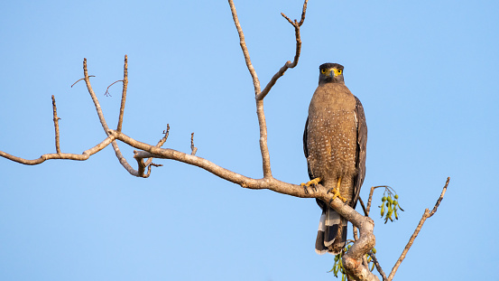Crested serpent eagle perch, clear blue skies in the background. yellow-eyed serpent eagle staring at the camera, Spotted in Yala national park, Sri Lanka.