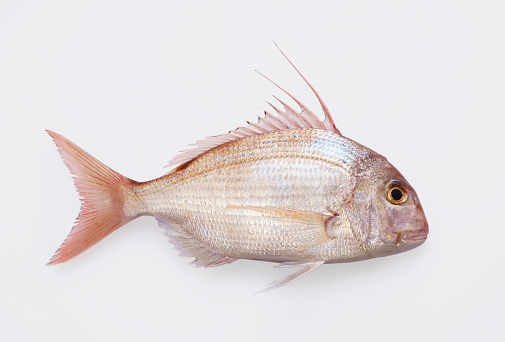 Red sea bream on white background