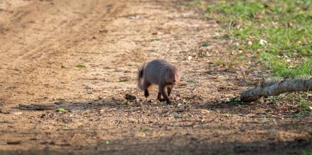 istock Ruddy mongoose approaching in the evening at Yala national park. 1449071328