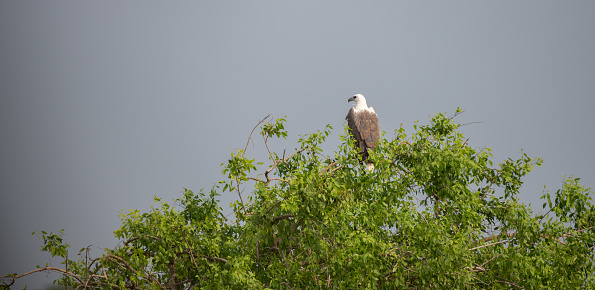 White-bellied sea eagle perch on top of a tree, dark gloomy skies in the background.