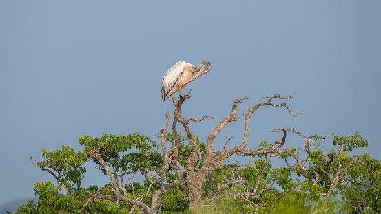 Grey pelican perch on top of a tree and preening its feathers, clear blue skies in the background.