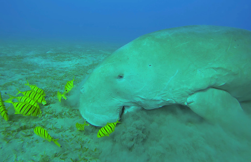 The dugong is a medium-sized marine mammal. It is one of four living species of the order Sirenia, which also includes three species of manatees. It is the only living representative of the once-diverse family Dugongidae; its closest modern relative, Steller's sea cow (Hydrodamalis gigas), was hunted to extinction in the 18th century. The dugong is the only strictly marine herbivorous mammal, as all species of manatee use fresh water to some degree.