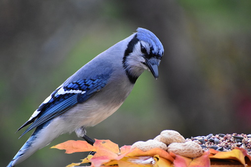 Un geai bleu à la mangeoire, Sainte-Apolline, Québec, Canada