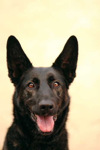 Portrait of a dog