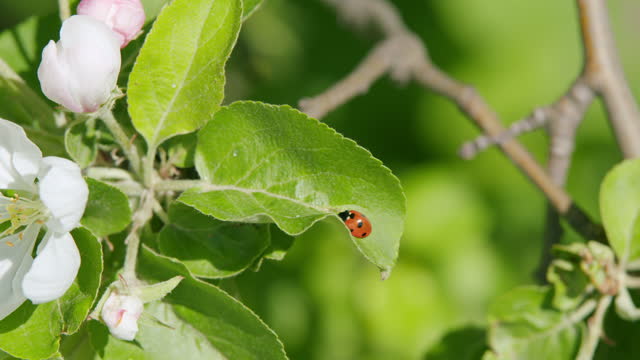 Apple tree in spring orchard blooming with white flowers. Beautiful branch on spring day. Ladybug on an apple leaf.