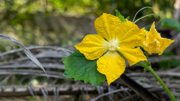istock pumpkin yellow flower 1449079744