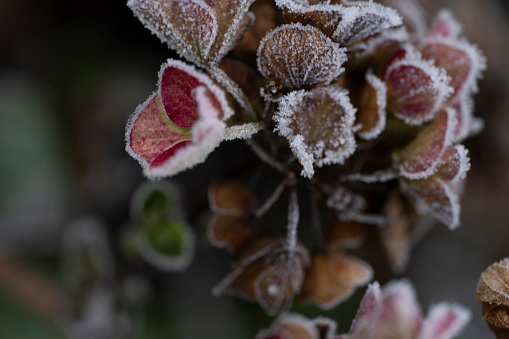 Frozen flower in nature at early winter morning.