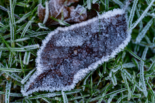 Frost on a fallen leaf.