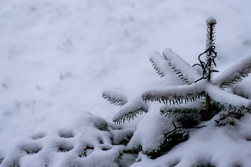 Snow on Norwegian spruce Christmas Tree.
