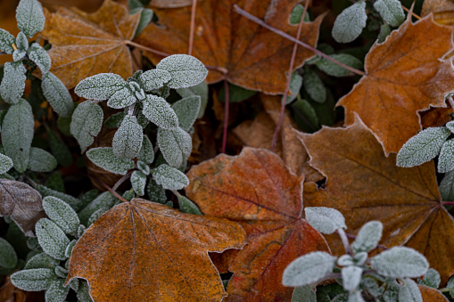 Frost on fallen leaves.