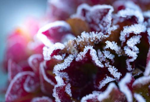 Frozen frost laden hydrangea flower, Christmas image.