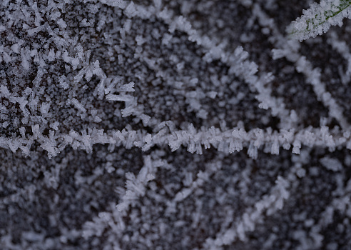 Frost on a fallen leaf.