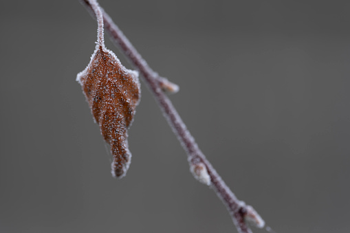 Frost on birch leaves.