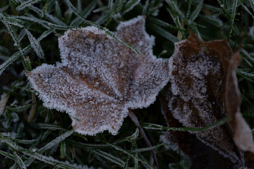 Frost on a fallen leaf.