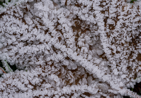 Frost on a fallen leaf.