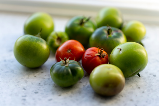 Tomatoes ripening on a windowsill.