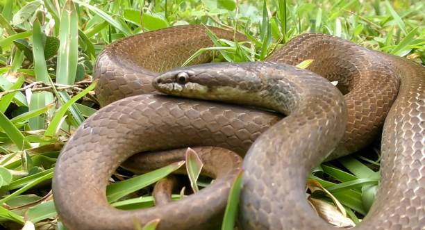 istock Liophidium torquatum snake from Madagascar 1449081225