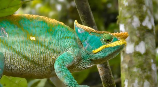 istock Parson's chameleon (Calumma parsonii) is a large species of chameleon 1449081236