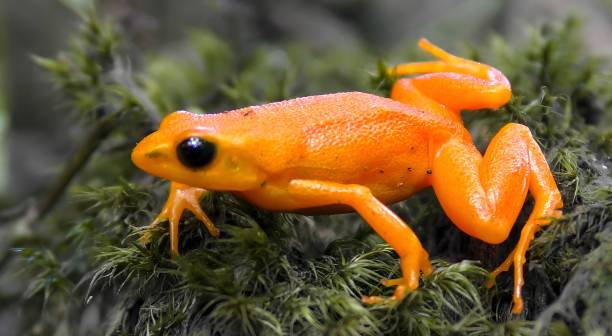 istock The golden mantella (Mantella aurantiaca) 1449081304