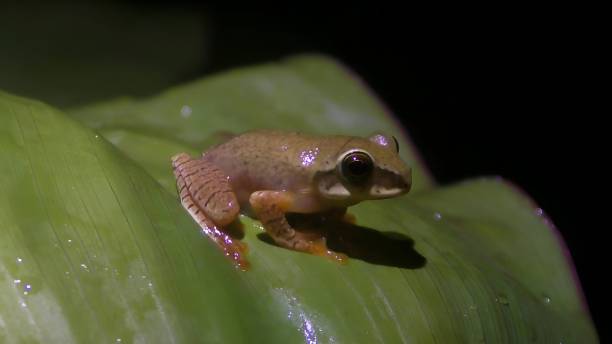 istock boophis cf albilabris from Madagascar 1449081483
