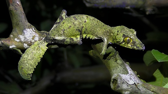 Uroplatus sikorae, commonly referred to as the mossy leaf-tailed gecko