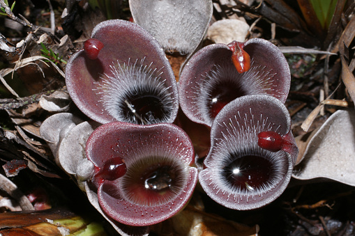 Heliamphora pulchella is endemic to some of the table-top mountains in the Guiana highlands. The inside of the pitchers is covered with white hairs.