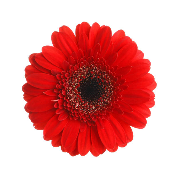 istock Beautiful red gerbera flower on white background 1449081782