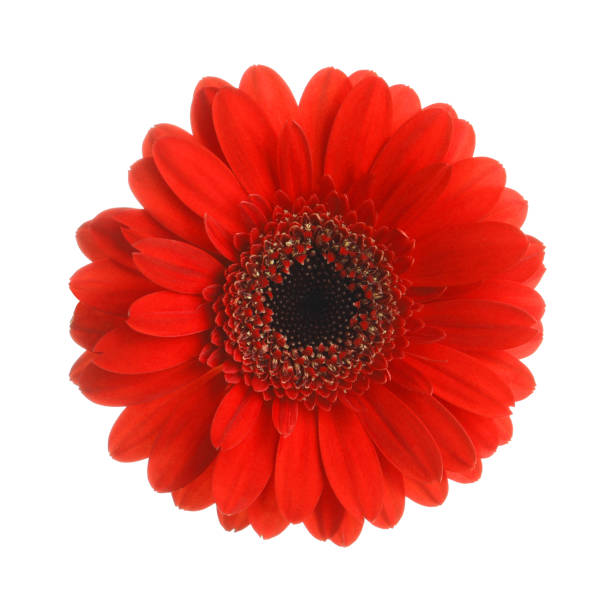 istock Beautiful red gerbera flower on white background 1449081813