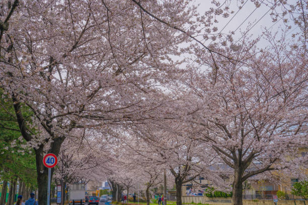 istock Sakura in Osawa, Mitaka City 1449081848