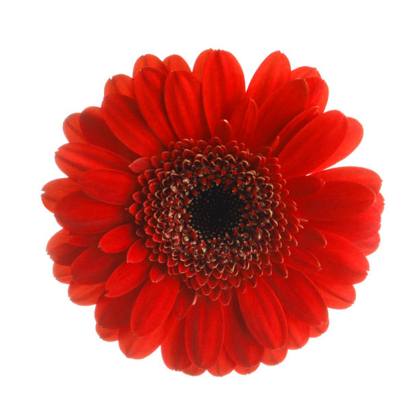 istock Beautiful red gerbera flower on white background 1449081873