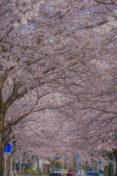 istock Sakura in Osawa, Mitaka City 1449082093
