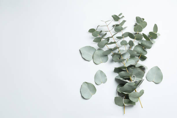 istock Eucalyptus branches with fresh leaves on white background, top view 1449082337