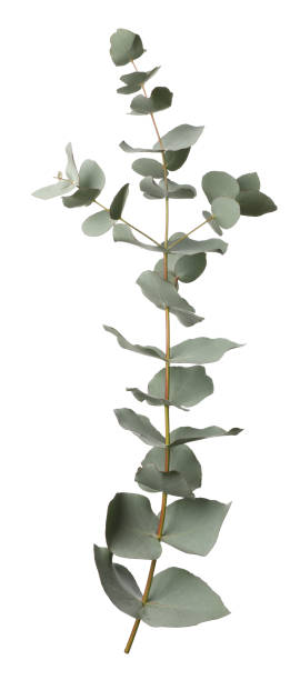 istock Eucalyptus branch with fresh leaves isolated on white 1449082348