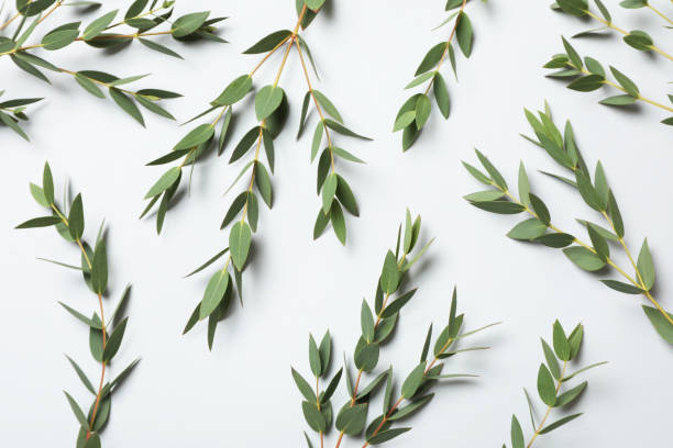 istock Eucalyptus branches with fresh leaves on white background, top view 1449082438